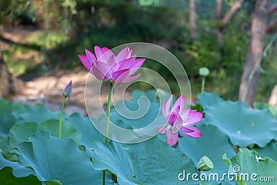 è·èŠ± Stock Photo